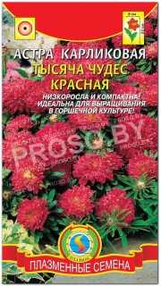 Астра карликовая Тысяча чудес, красная