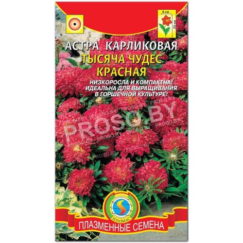 Астра карликовая Тысяча чудес, красная