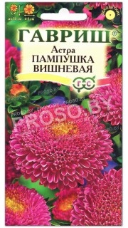 Астра Пампушка вишневая