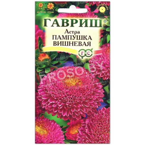 Астра Пампушка вишневая