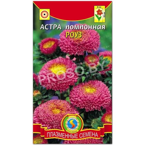 Астра помпонная Роуз