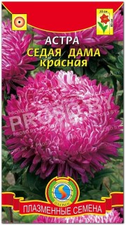 Астра Седая дама красная