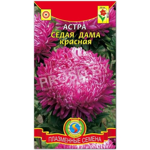 Астра Седая дама красная