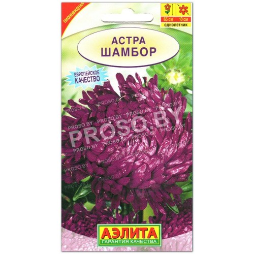 Астра Шамбор
