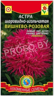 Астра шаровидно-игольчатая Вишнево-розовая