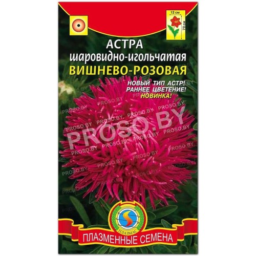 Астра шаровидно-игольчатая Вишнево-розовая