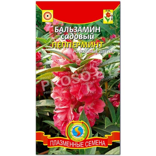 Бальзамин садовый Пепперминт