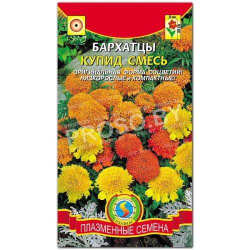 Бархатцы Купид, смесь-1