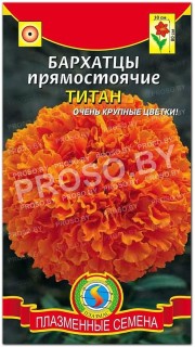 Бархатцы прямостоячие Титан