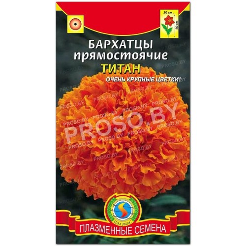 Бархатцы прямостоячие Титан