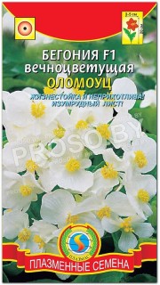 Бегония вечноцветущая Оломоуц F1