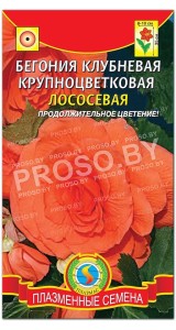 Бегония клубневая Лососевая