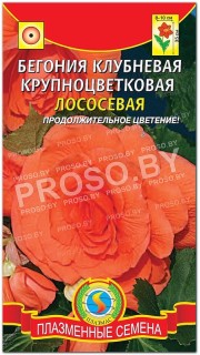 Бегония клубневая Лососевая