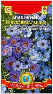 Брахикома Голубая малышка