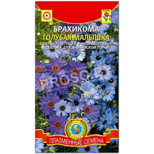 Брахикома Голубая малышка