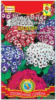 Цинерария Шедевр, смесь