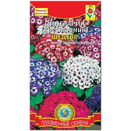 Цинерария Шедевр, смесь