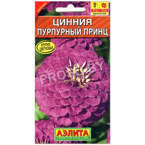 Цинния Пурпурный принц