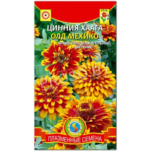 Цинния хаага Олд Мехико