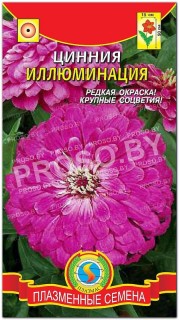 Цинния георгиновидная Иллюминация