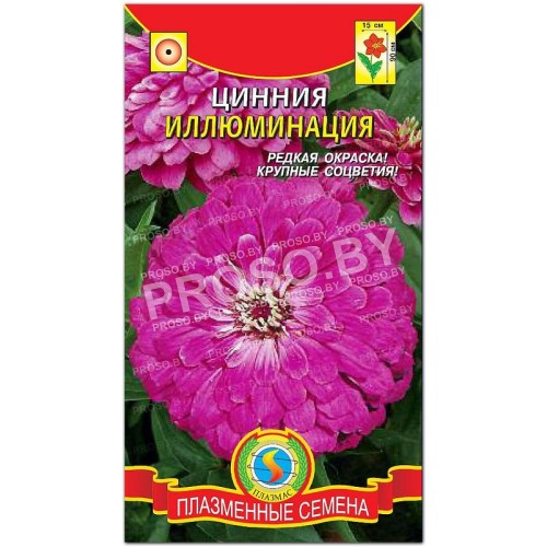Цинния георгиновидная Иллюминация
