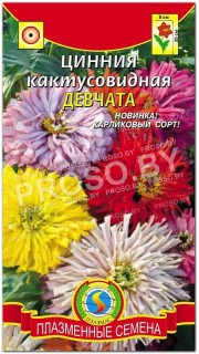 Цинния Девчата, карликовая кактусовая