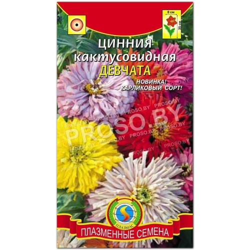 Цинния Девчата, карликовая кактусовая