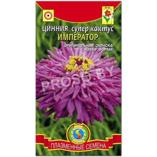 Цинния супер кактус (изящная) Император