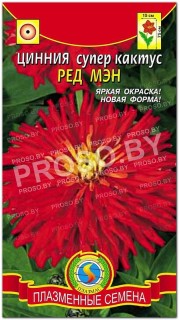 Цинния Ред мен