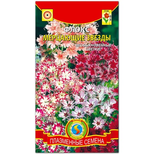 Флокс Мерцающие звезды