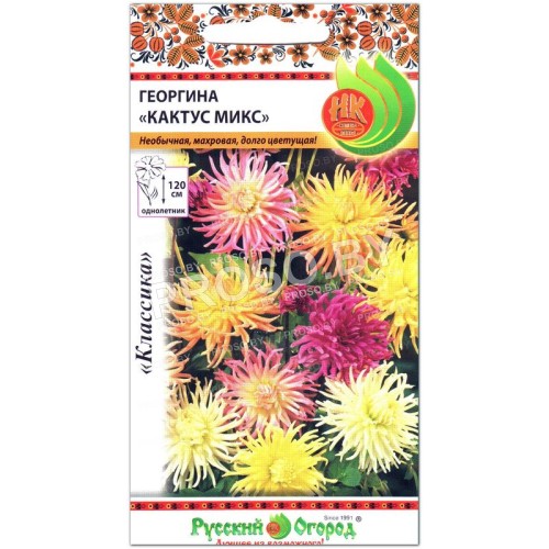 Георгина Кактус микс