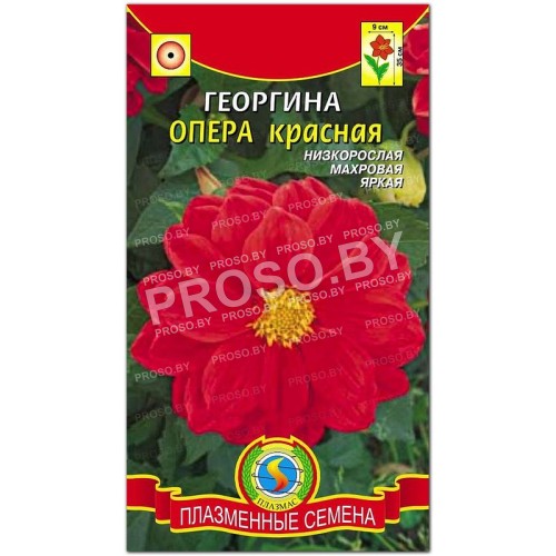 Георгина Опера красная-1