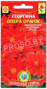 Георгина Опера оранж(евая)
