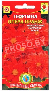 Георгина Опера оранж(евая)