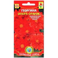 Георгина Опера оранж(евая)