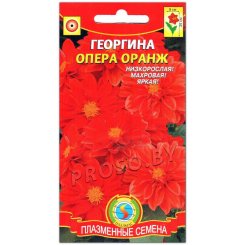 Георгина Опера оранж(евая)