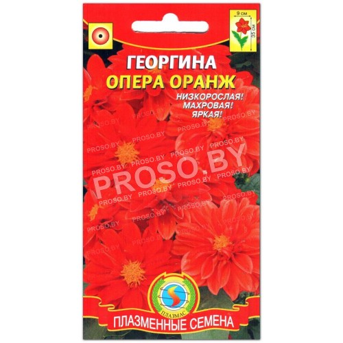 Георгина Опера оранж(евая)