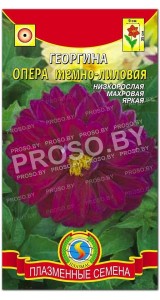 Георгина Опера темно-лиловая