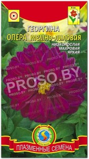 Георгина Опера темно-лиловая