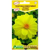 Георгина Опера желтая
