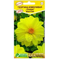 Георгина Опера желтая