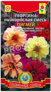 Георгина Пигмей, низкорослая смесь