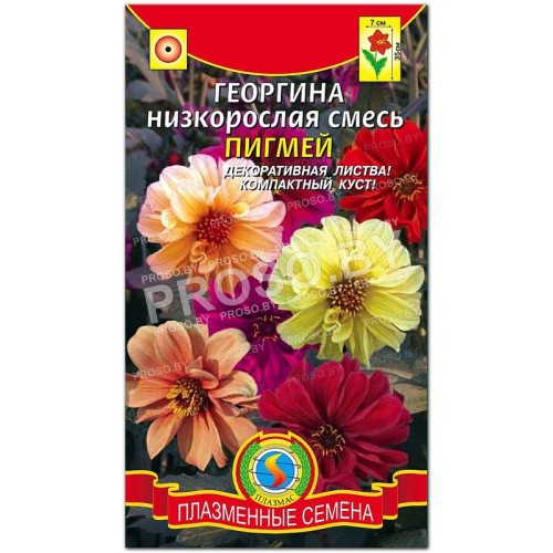 Георгина Пигмей, низкорослая смесь