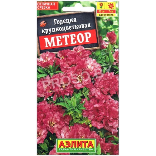 Годеция крупноцветковая Метеор