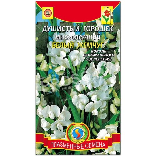 Душистый горошек Белый жемчуг, многолетний