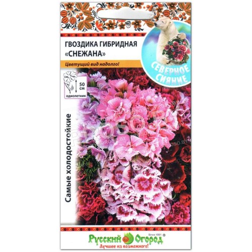 Гвоздика Снежана