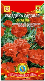 Гвоздика садовая Оранж