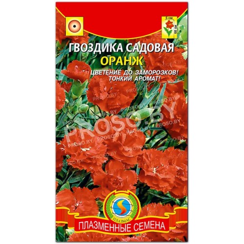 Гвоздика садовая Оранж
