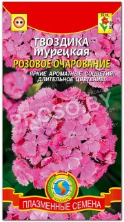 Гвоздика турецкая Розовое очарование