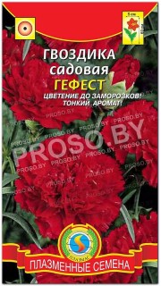 Гвоздика садовая Гефест